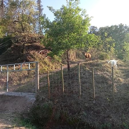 Alojamento Local - Casa Amarela Alvaiázere Εξωτερικό φωτογραφία
