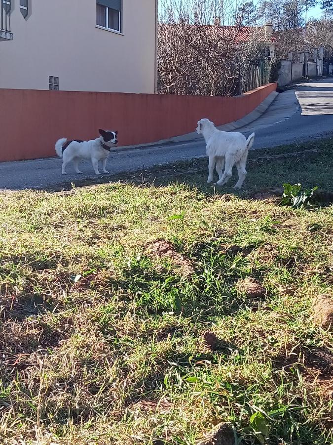 Alojamento Local - Casa Amarela Alvaiázere Εξωτερικό φωτογραφία